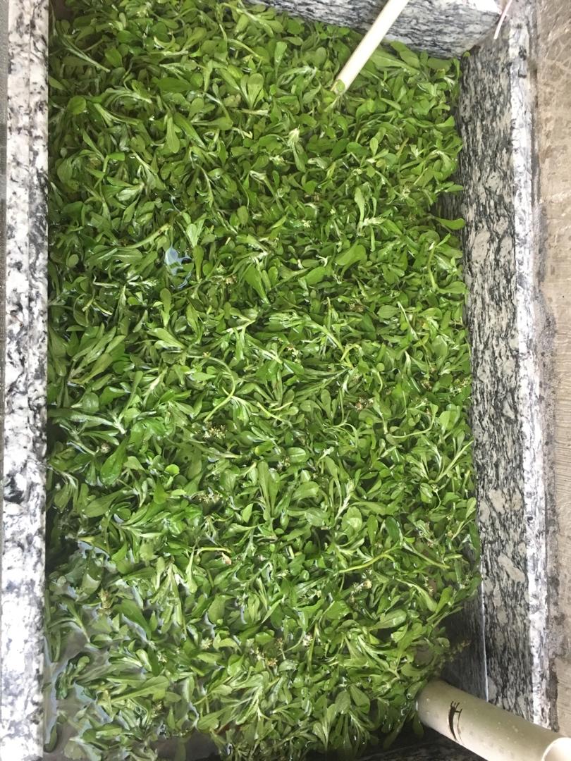 粿缘之鼠壳粿