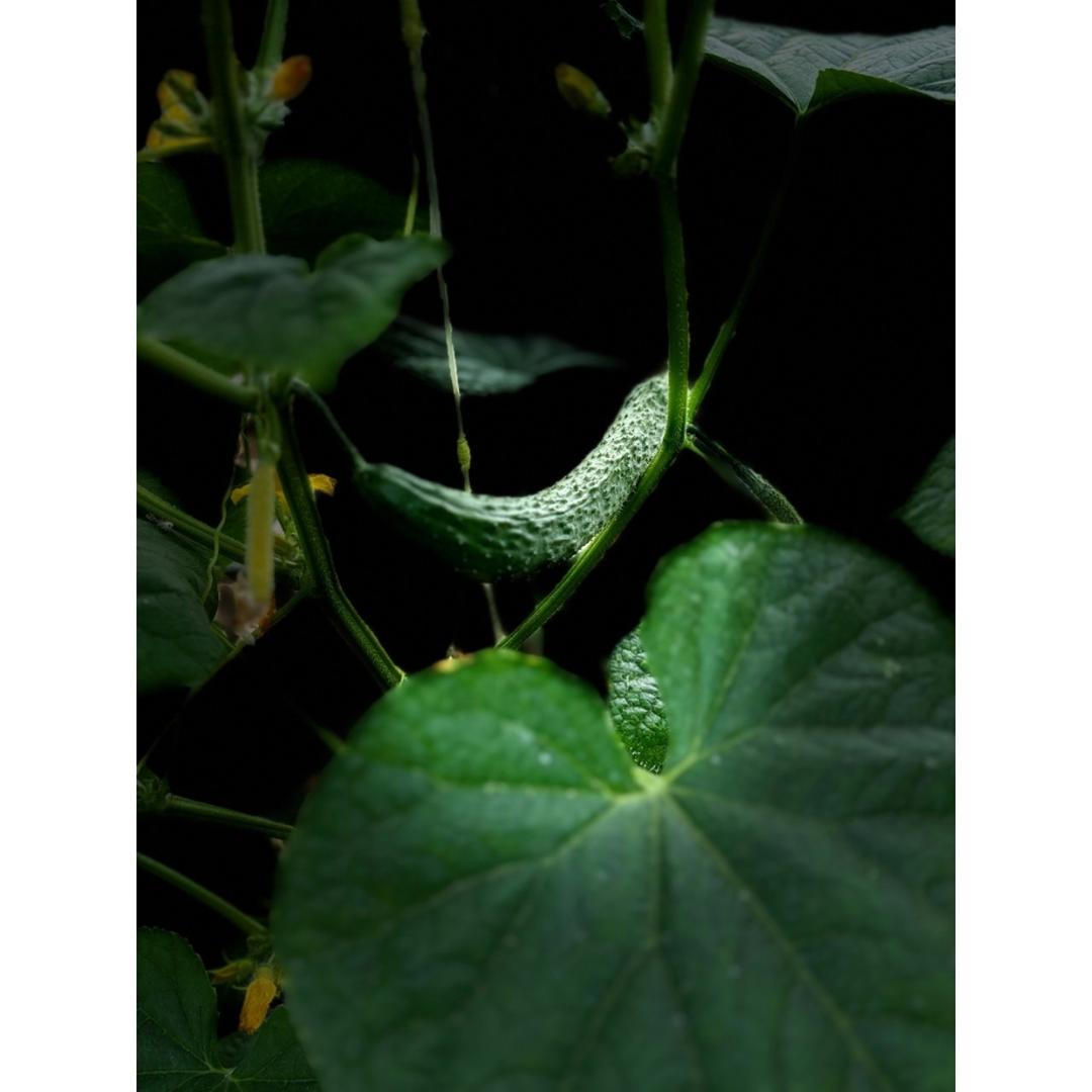 瓜果蔬菜养成记