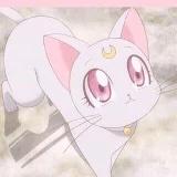 猪猪的厨艺