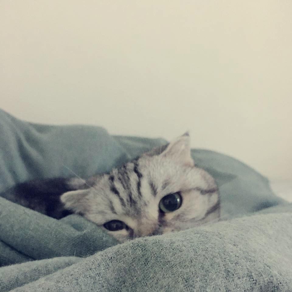屁屁豆