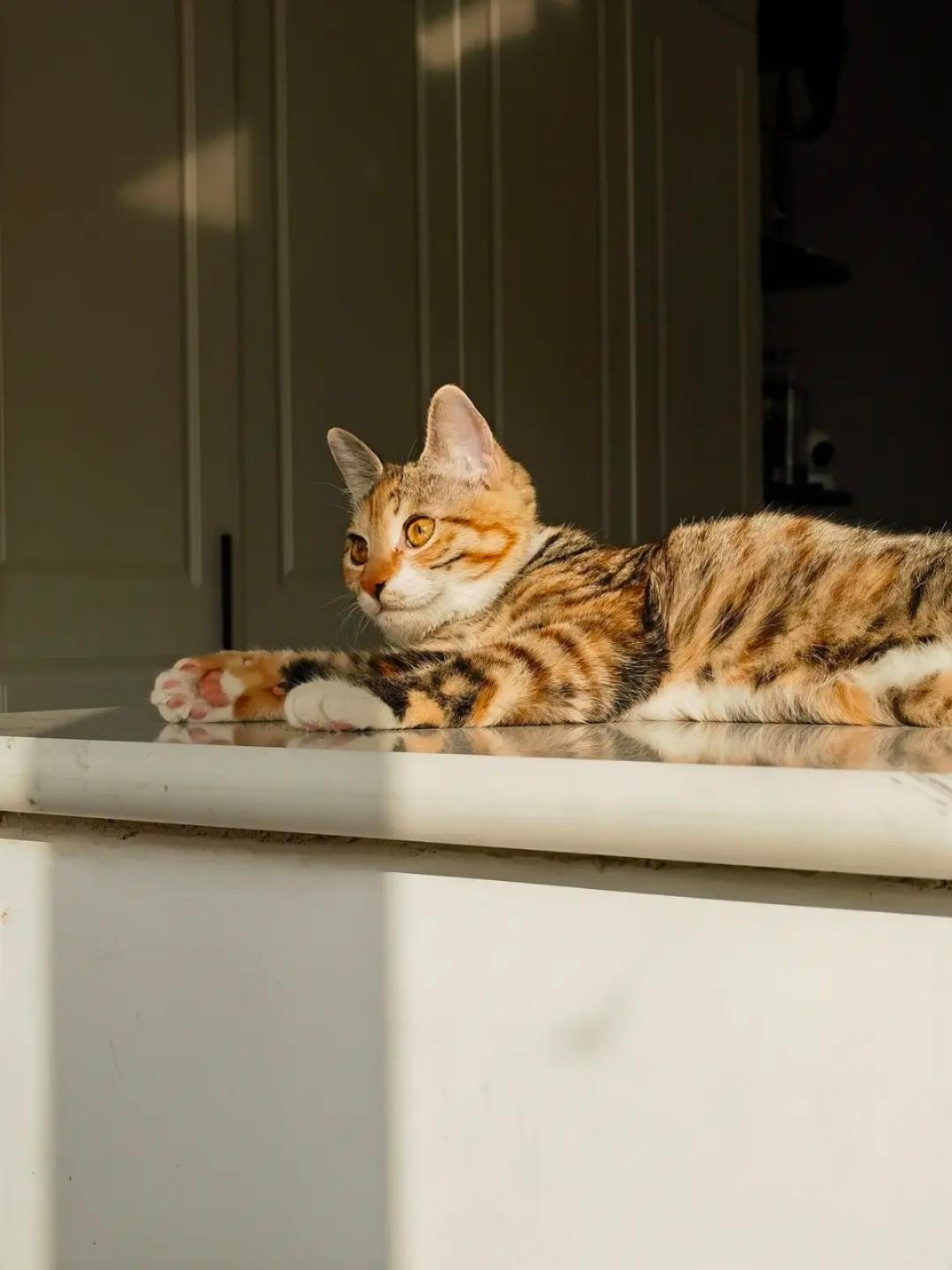 猫咪大厨爱做饭