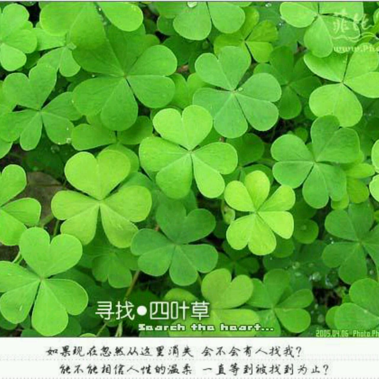 ♣四叶草的夏天♣