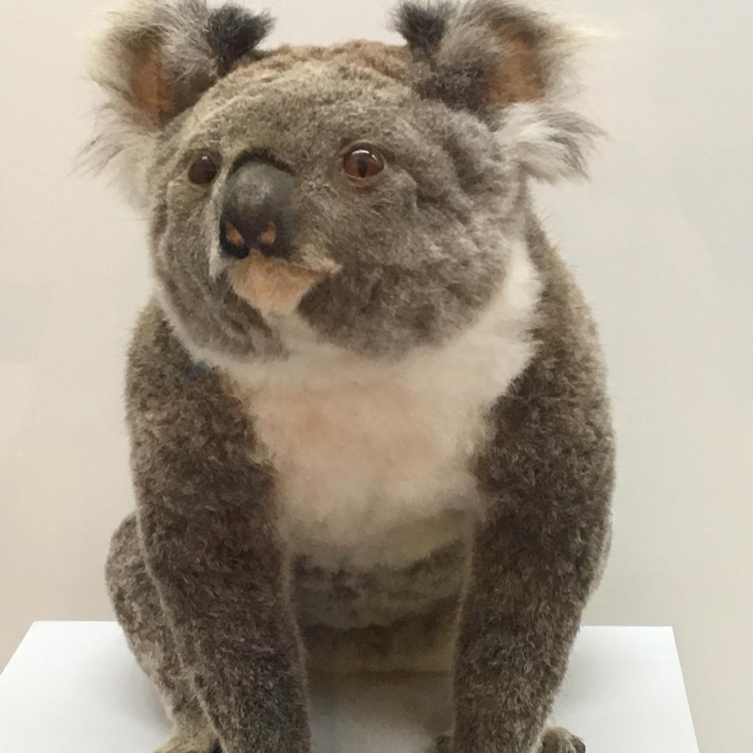 米馨儿
