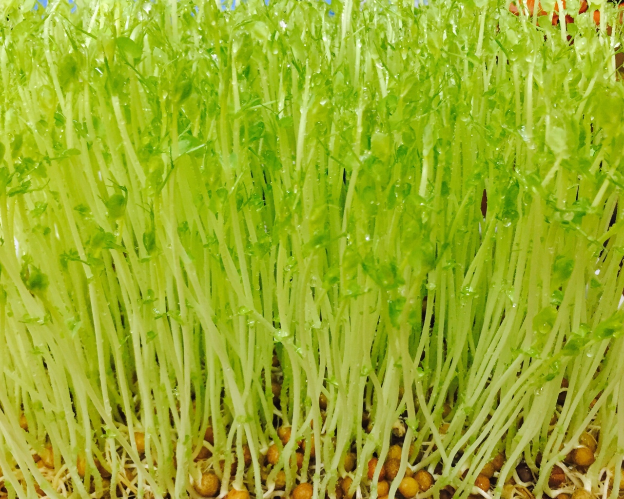 张姐-无土栽培芽苗菜（种植方法）的做法