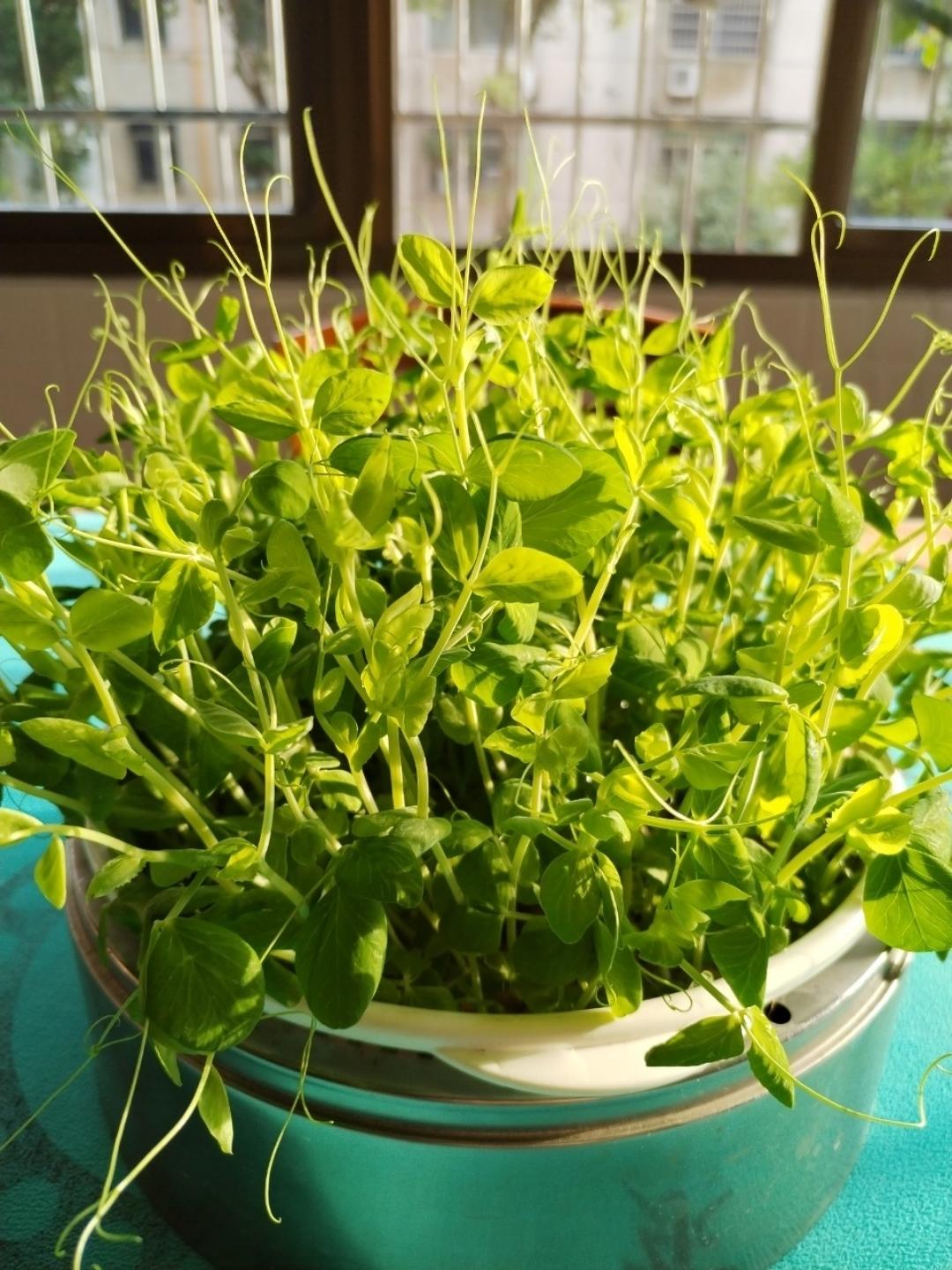 一次成功简单水培豌豆苗