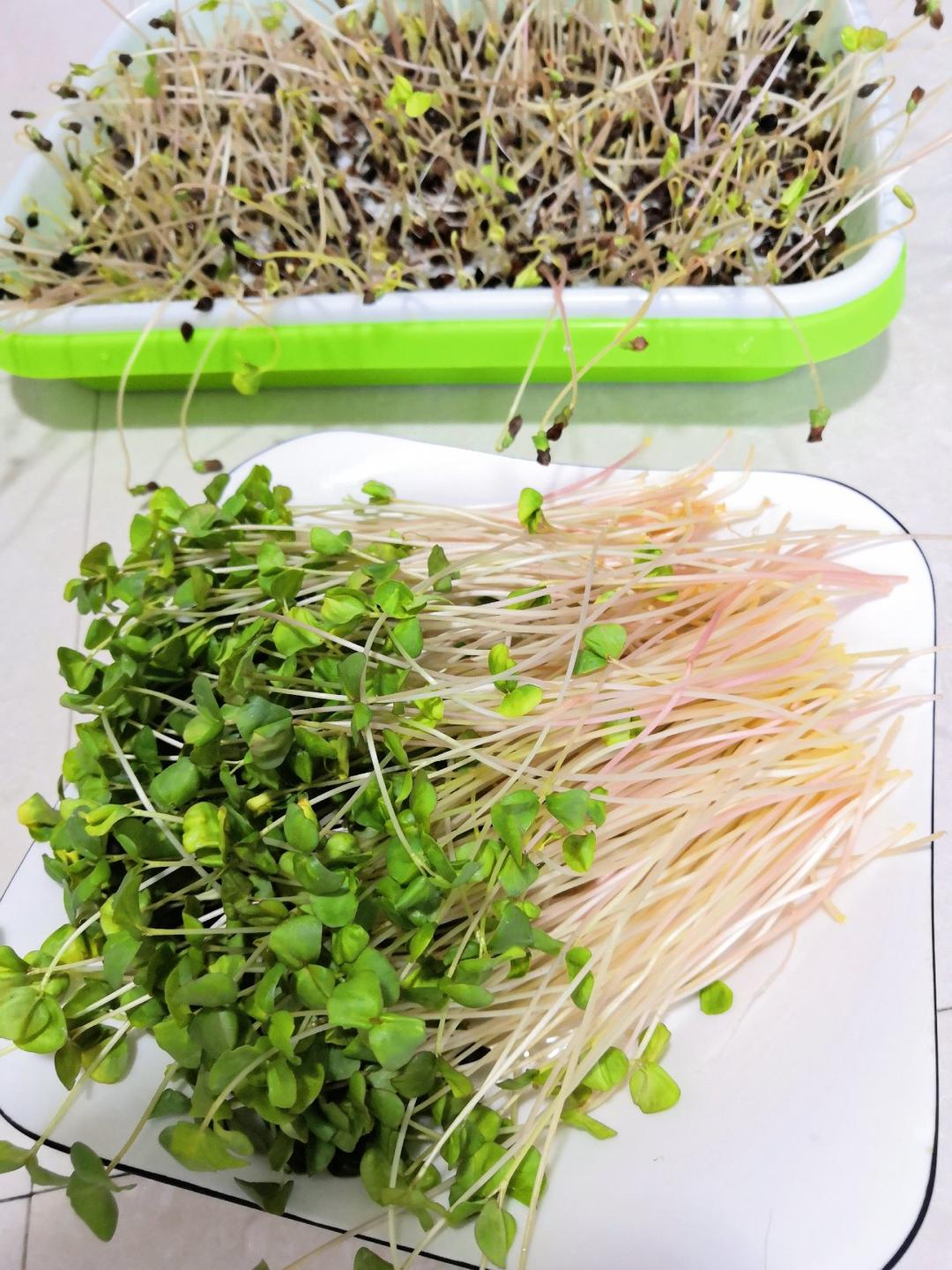 小笨哥做的水培甜荞麦芽苗