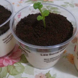 芒果芝士蛋糕