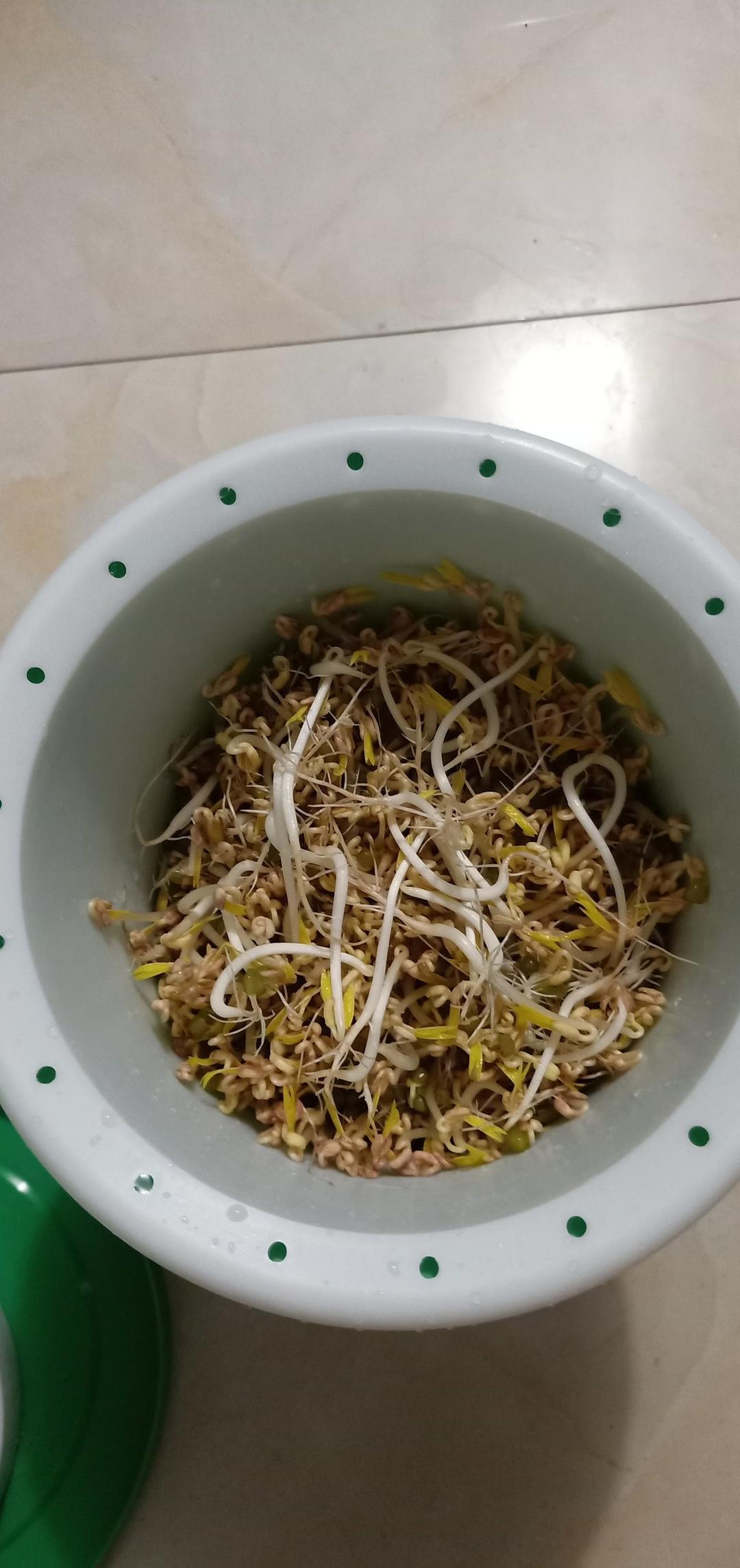 自发绿豆芽