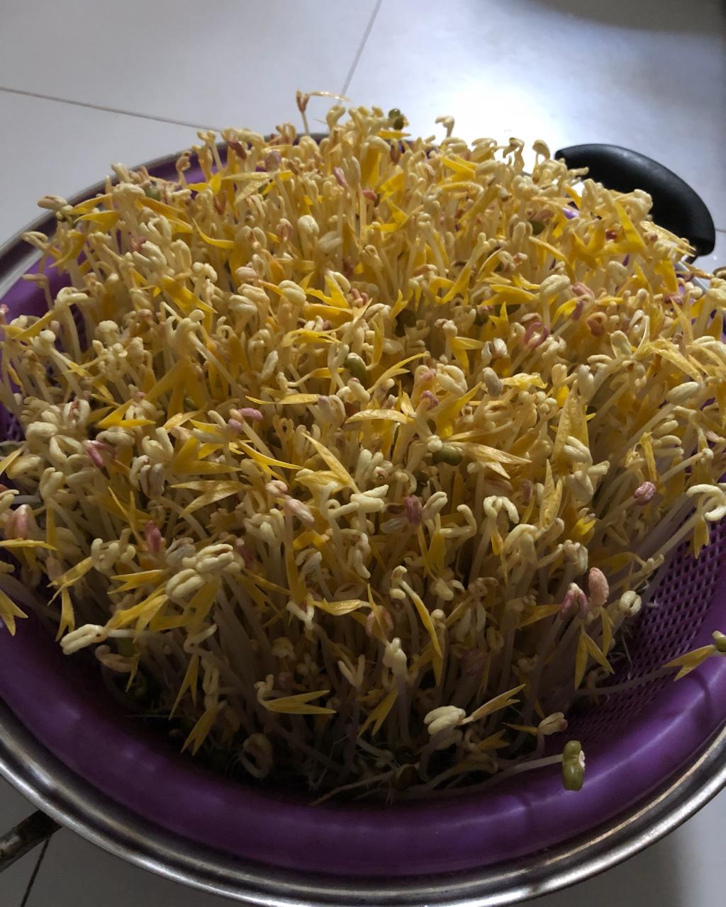 发绿豆芽