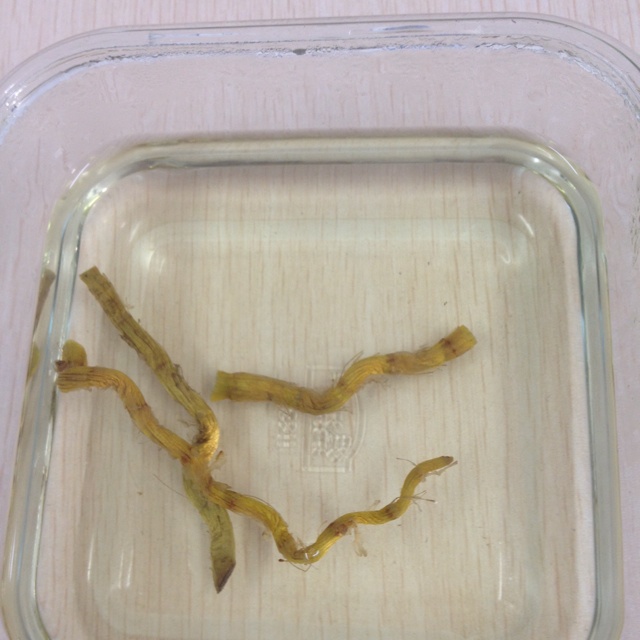 铁皮薏仁老鸭汤