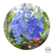 阿嬷版须柰子酱