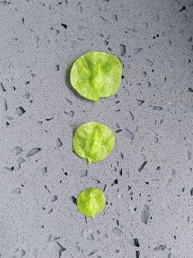 榆树钱的几种吃法