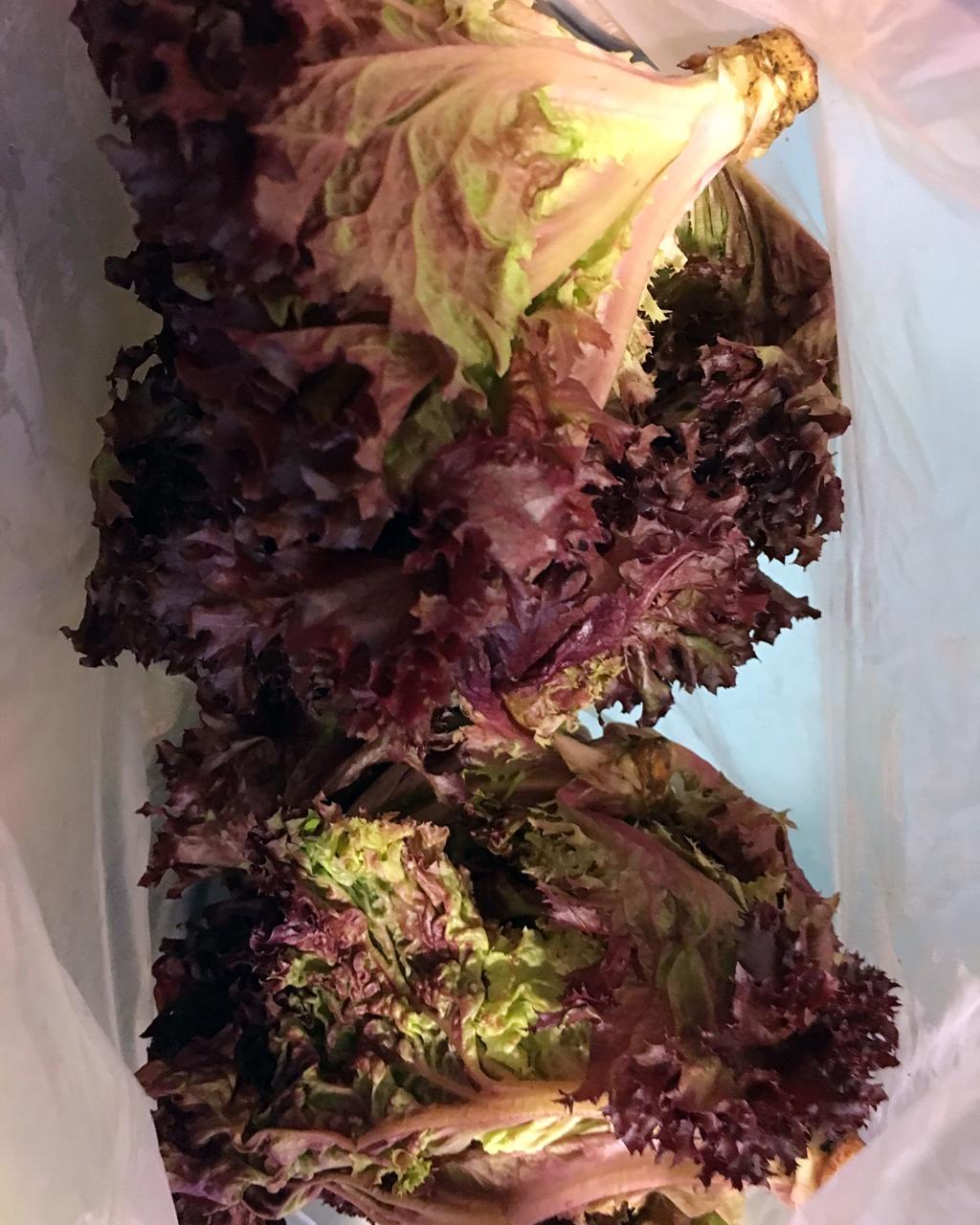 养生素食沙拉