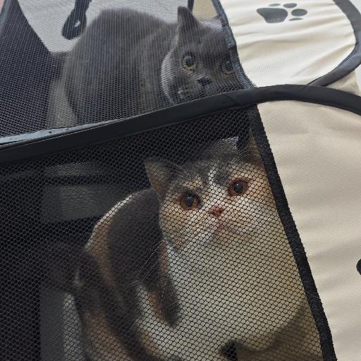 咕噜今天吃什么