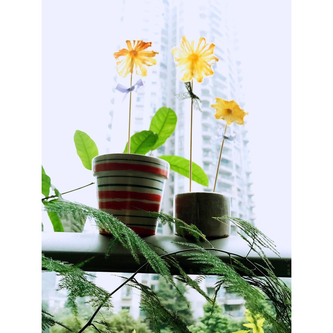 菠萝干果花