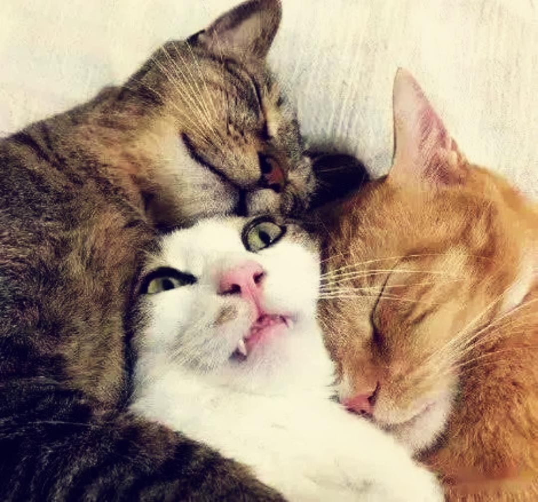 野原新之猪女士