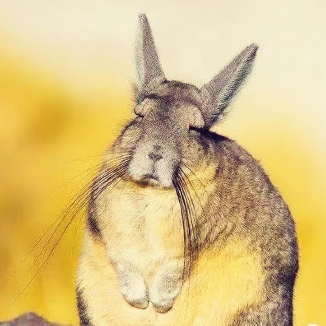 向阳而生的兔小姐