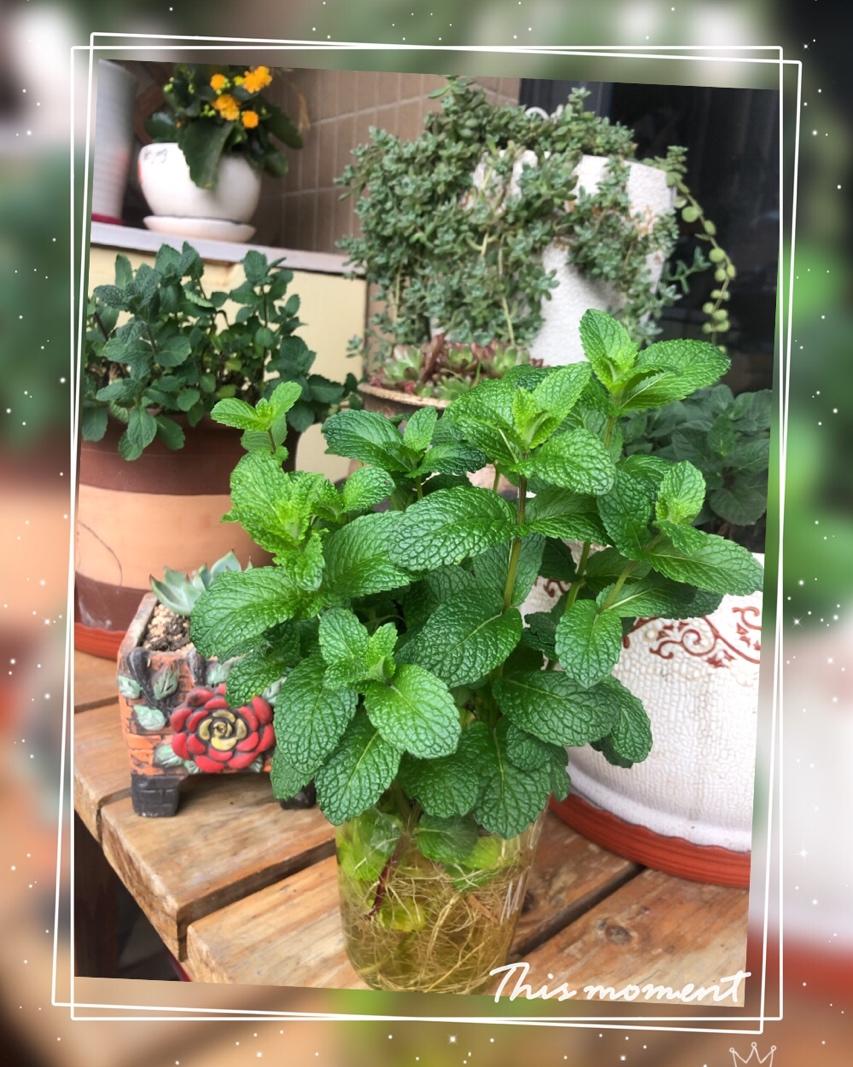 薄荷种植手册，如何把你的薄荷养到爆盆
