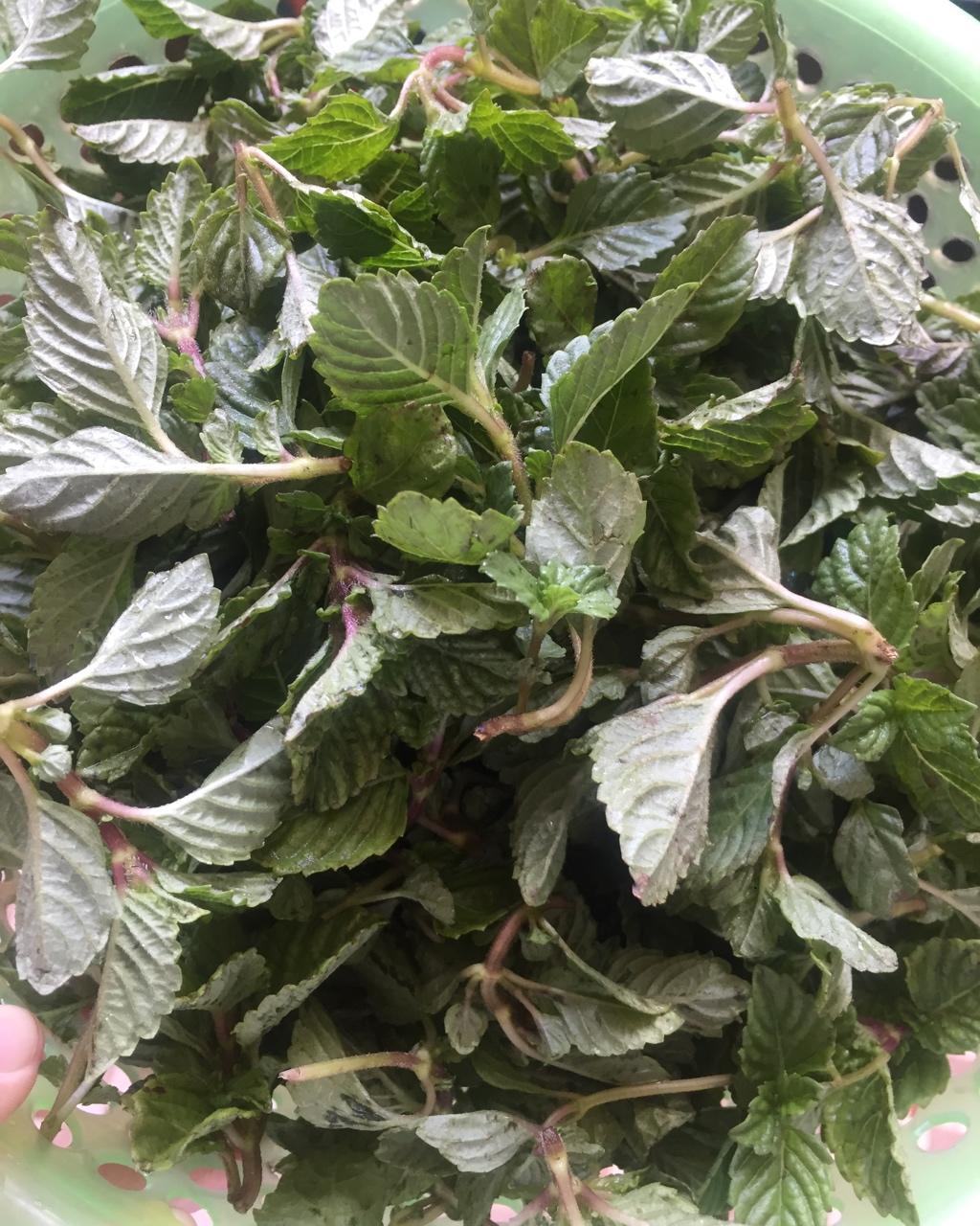 手机用户0150azin做的凉粉草绿凉粉