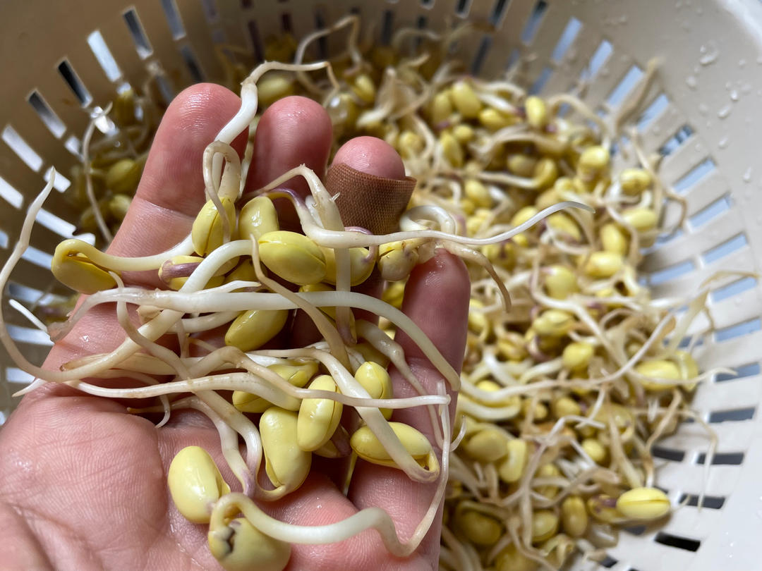 自发黄豆芽