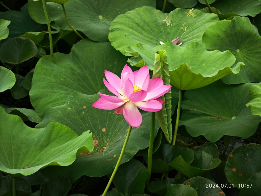 似水骄阳52018的厨房