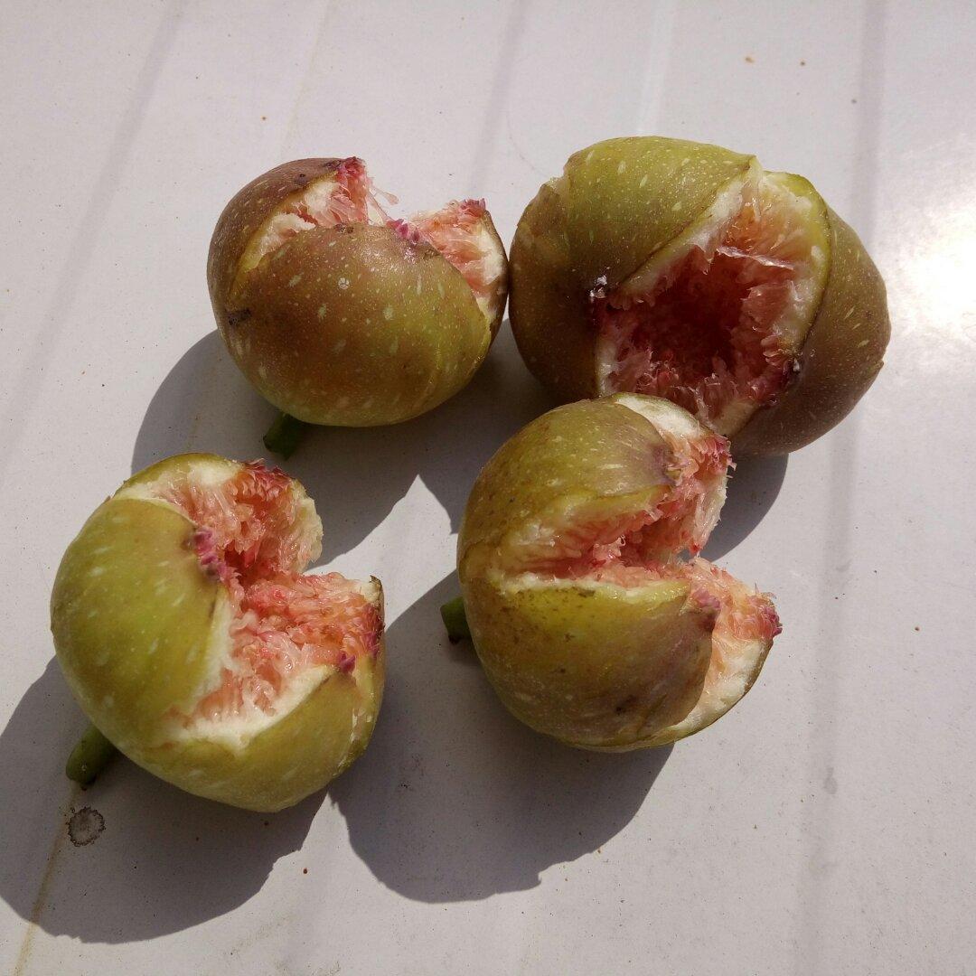 集合吧无花果君！