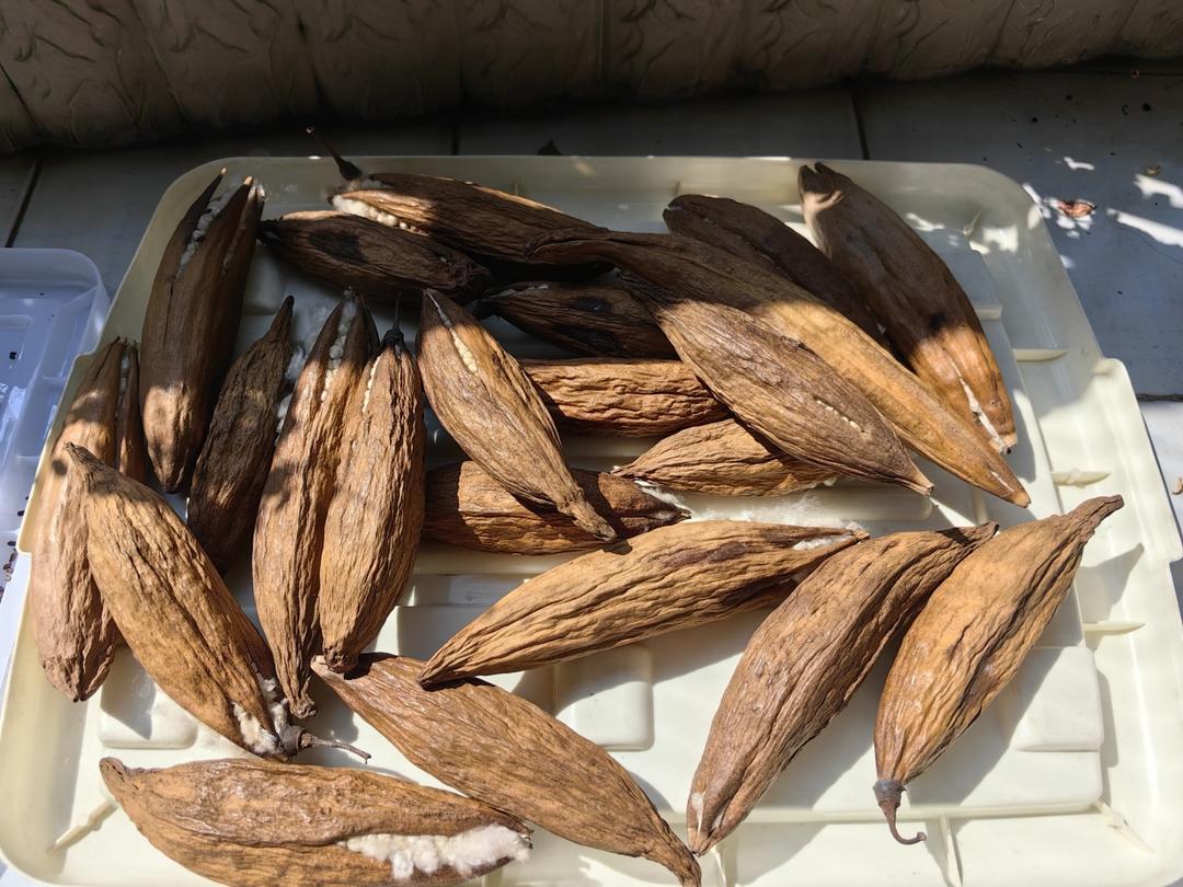 老成都小吃蒸蒸糕（媲美绵绵糕 软糯有嚼劲）