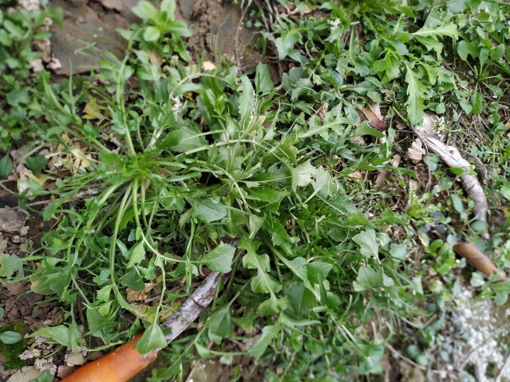 踏青游玩走进农家乡间寻找野菜，一口清香，一口健康，荠菜馅饺子的做法 步骤22