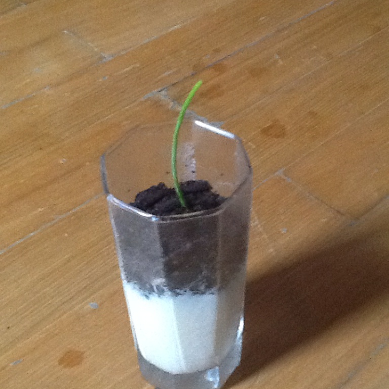 棉花糖牛奶布丁