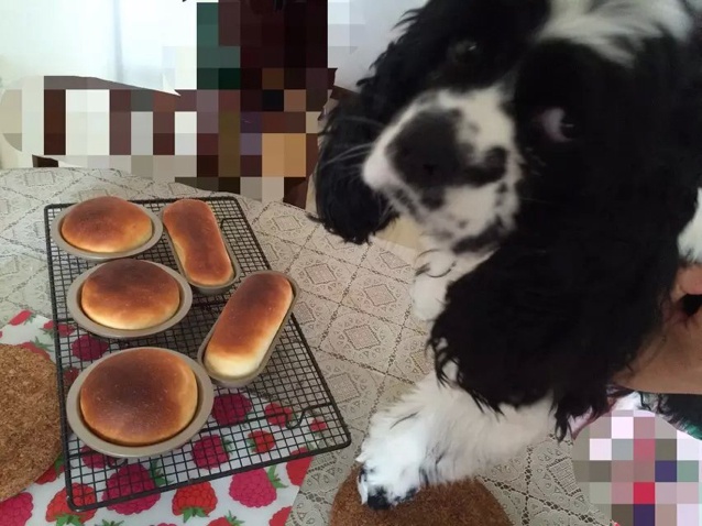 汉堡胚（中种法）