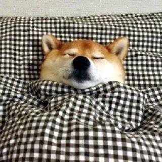 机智的小胖胖
