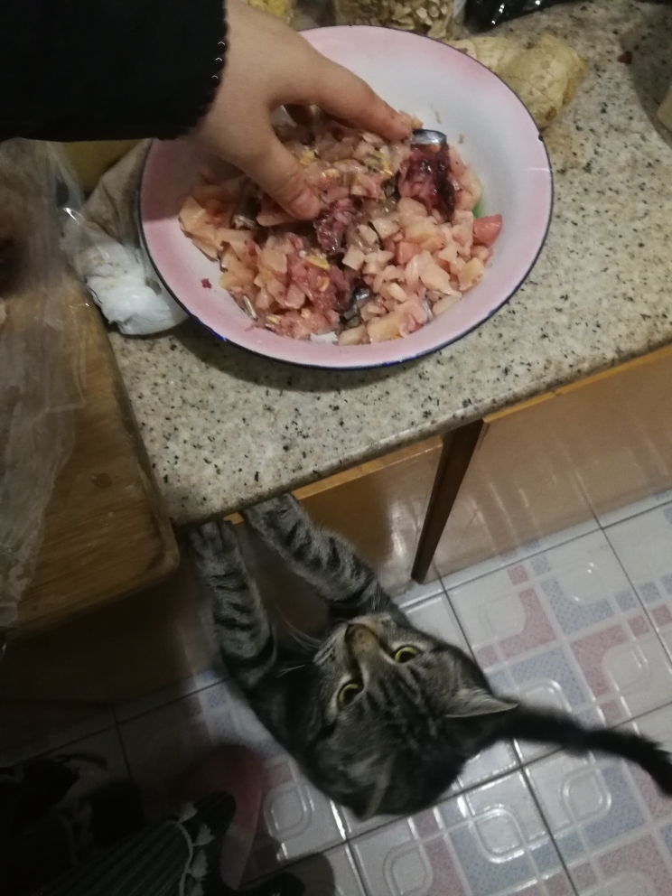 自制猫饭的做法