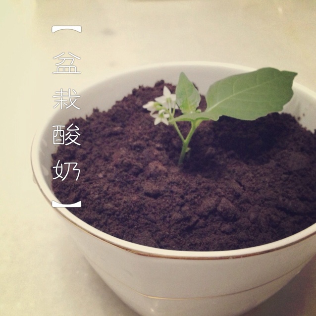 盆栽酸奶