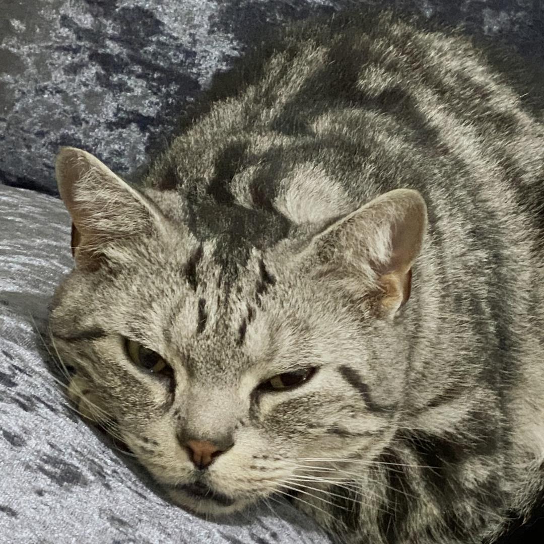 爱吃葱的三口娘