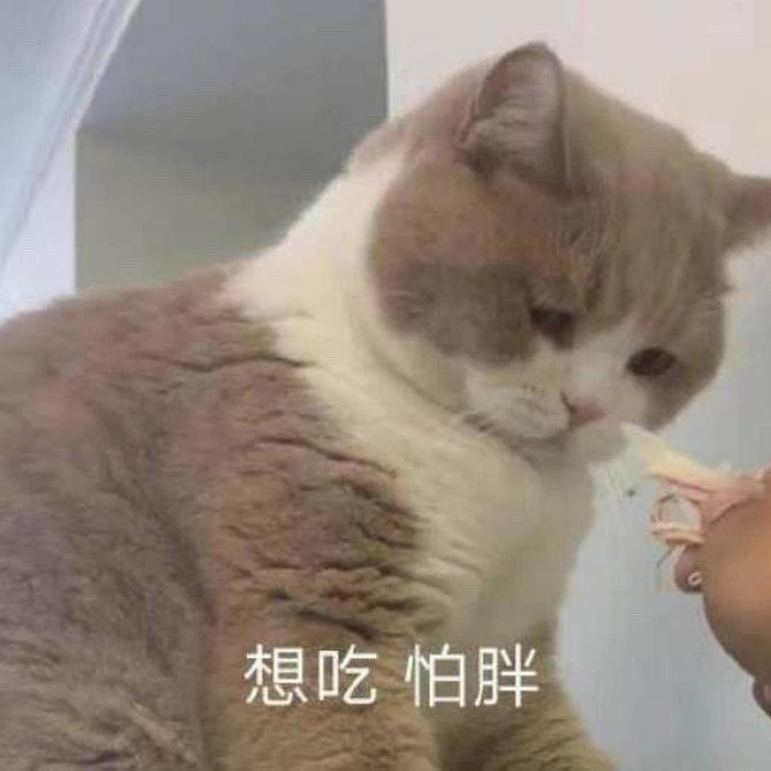机智可爱小猫咪