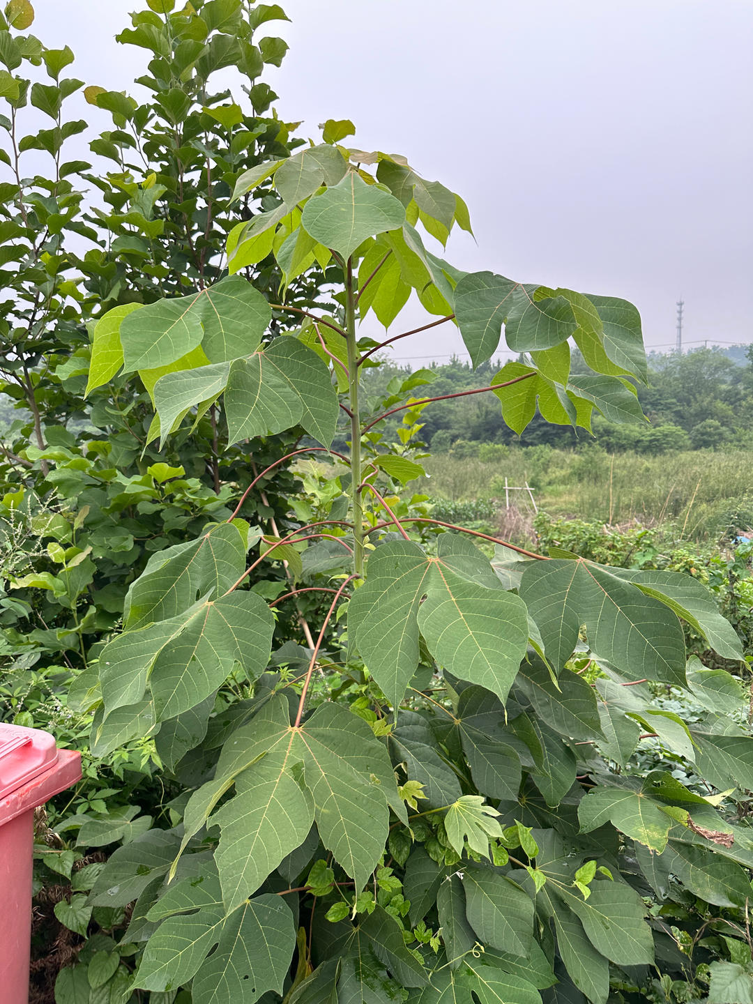 小麦粑（安庆端午粑）的做法 步骤1