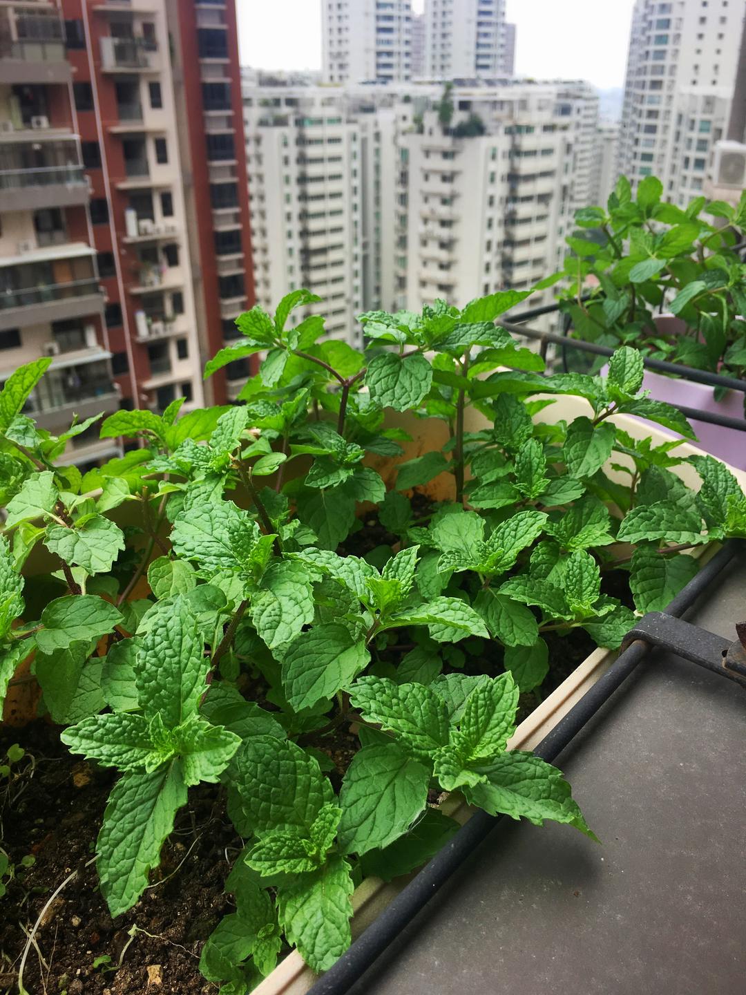 薄荷蛋糕卷