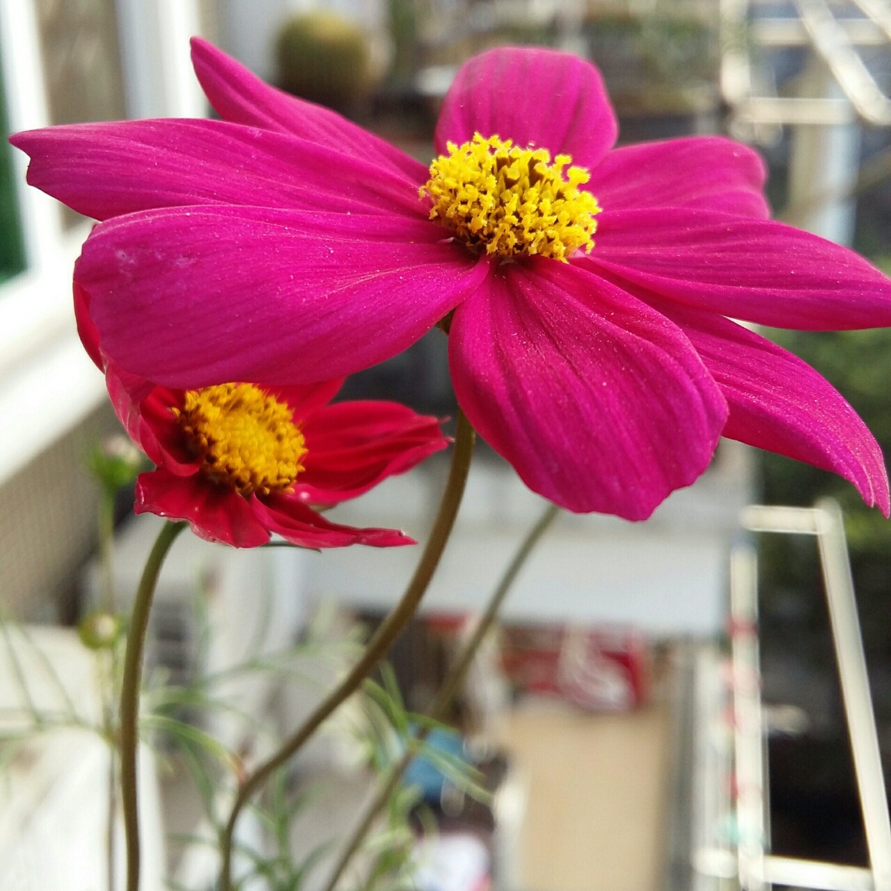 晚餐•2015年4月6日