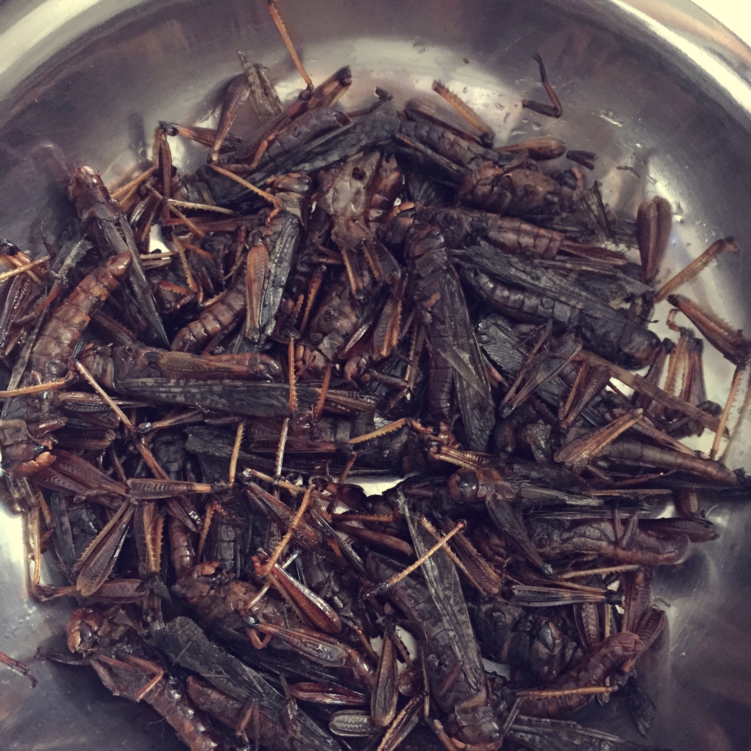 油炸蚂蚱