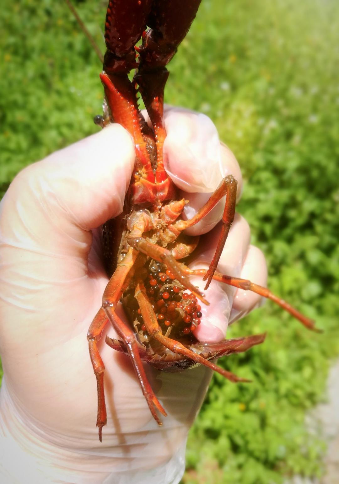 Q弹饱满的香辣小龙虾