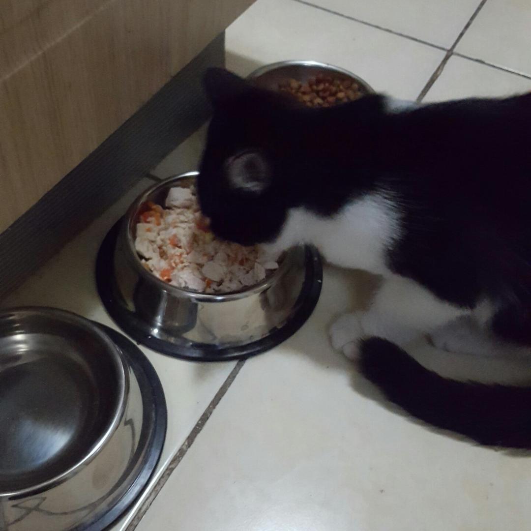 汤团老王子做的猫饭!猫吃的饭!