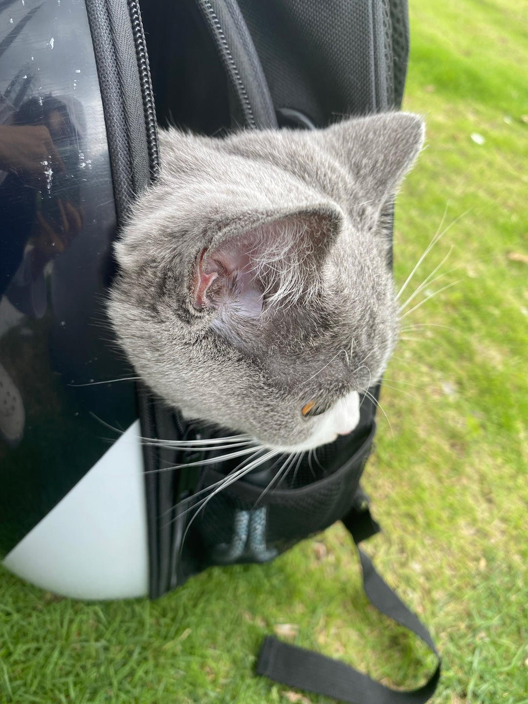 二猫冲鸭