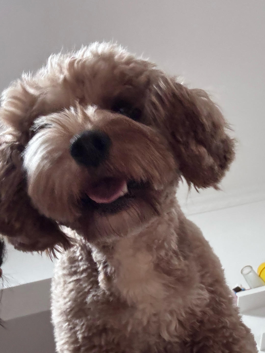 努力学做菜的yang