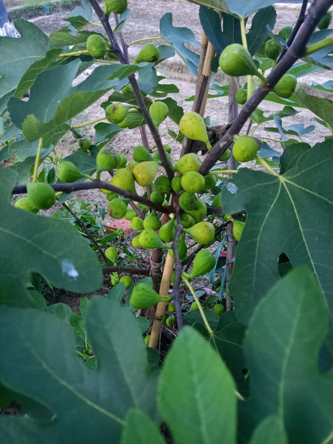早午晚餐