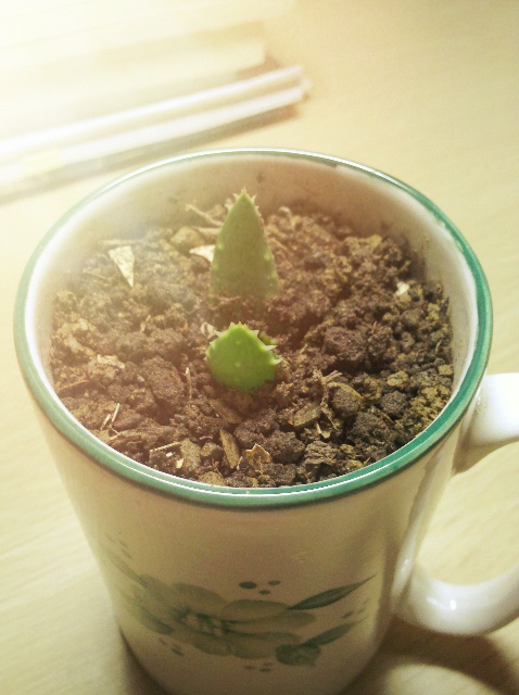 盆栽奶茶