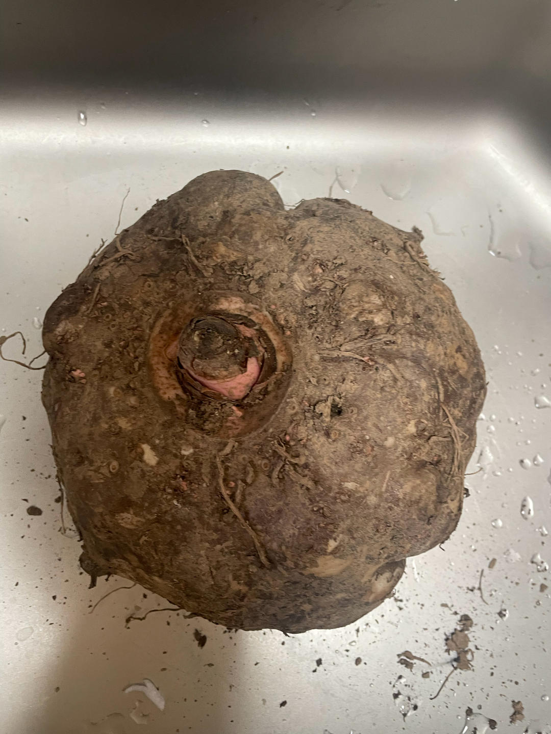 自制魔芋豆腐