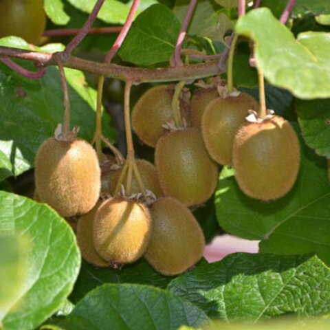 夏日清凉为家人做菜
