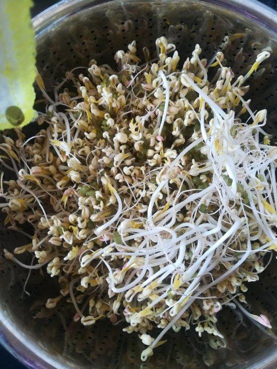 自己在家发豆芽