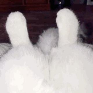 杜肚白