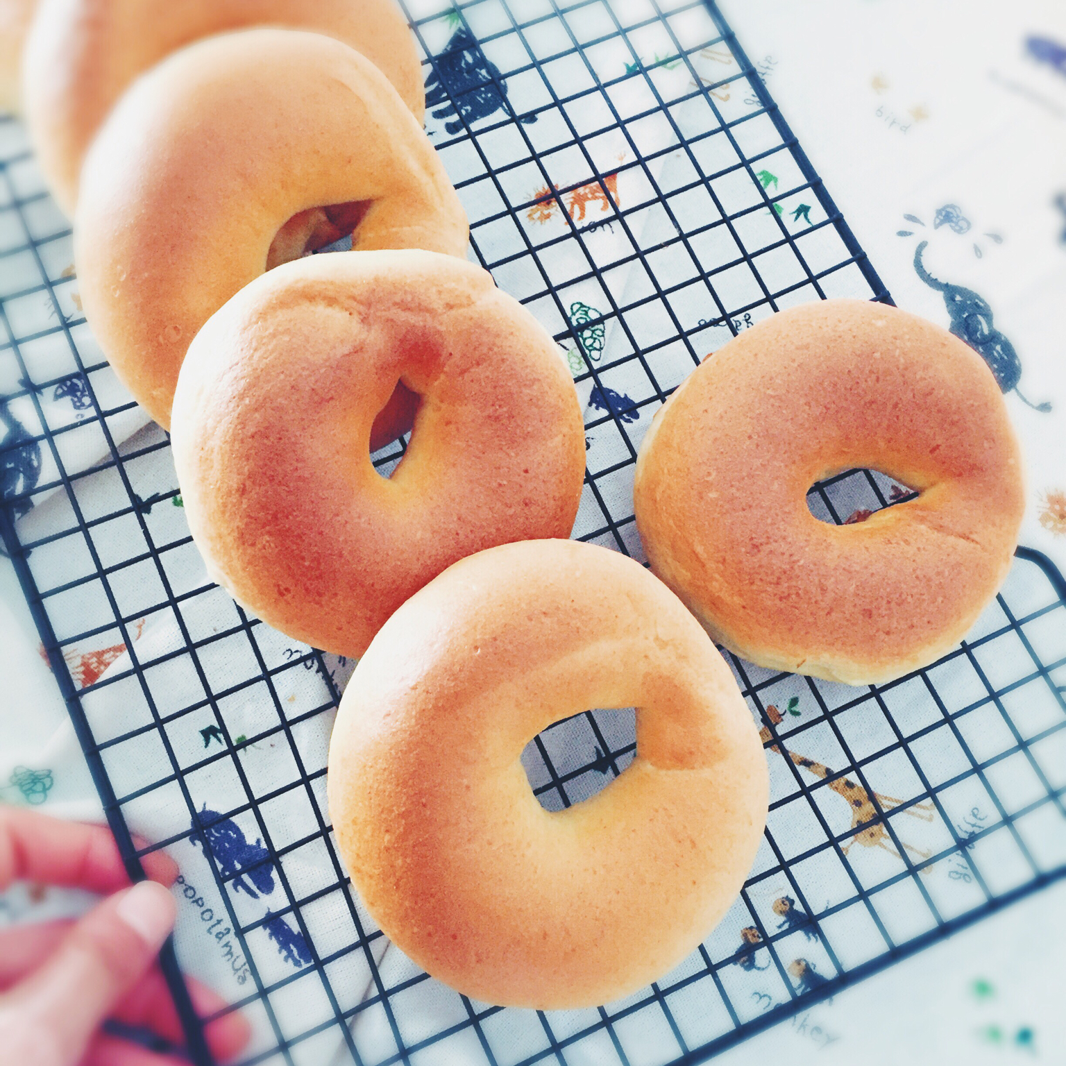 胚芽Bagel（贝果）